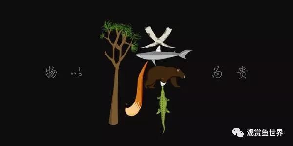 極品觀賞魚，頂級珍稀！盤點令人驚艷的極品觀賞魚全