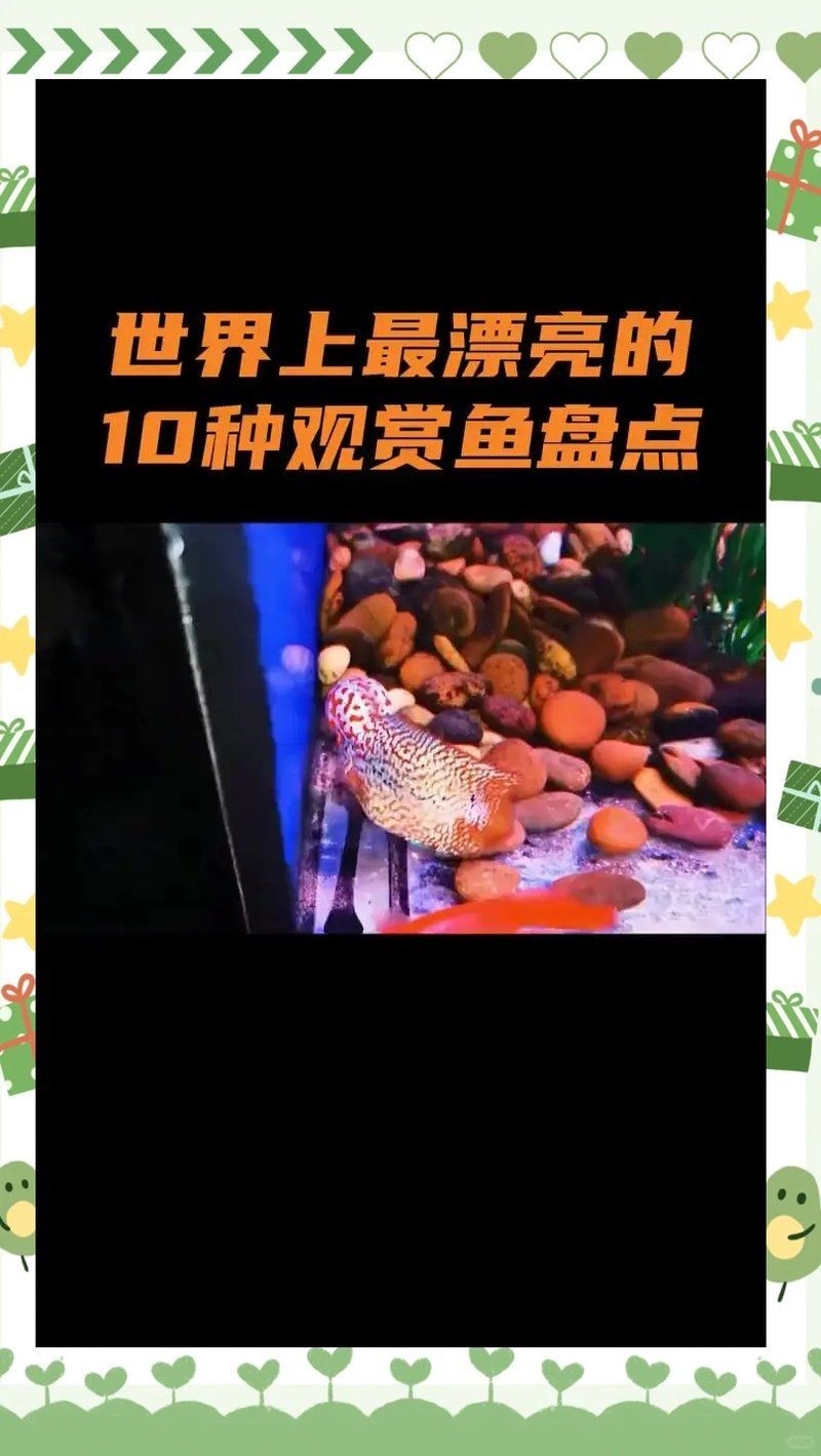 極品觀賞魚，頂級珍稀！盤點令人驚艷的極品觀賞魚全