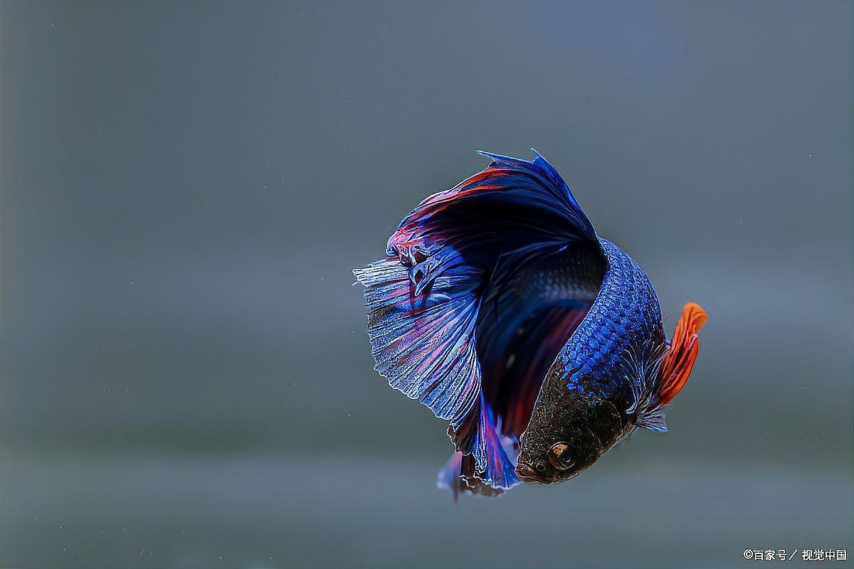 海水魚最容易養死的原因，揭秘海水魚飼養致命陷阱，新手必知的