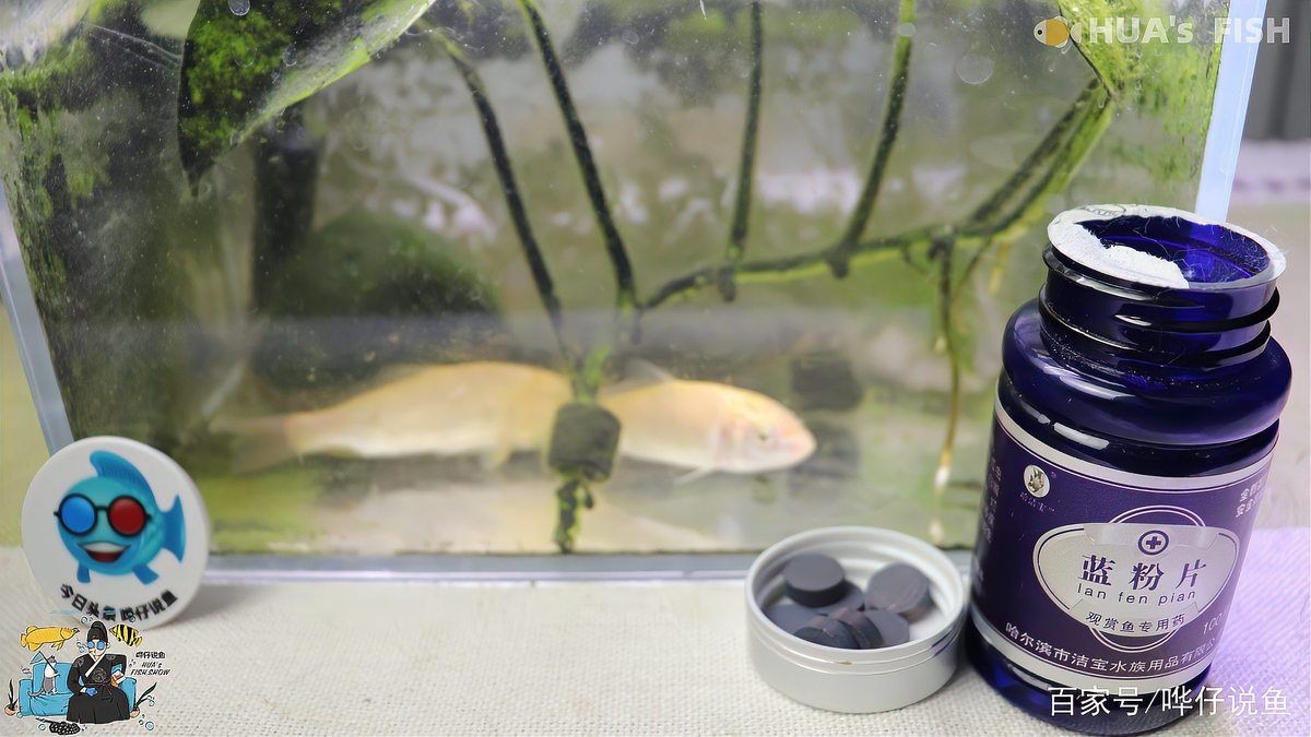 亞甲基藍對炸鱗有效嗎，亞甲基藍治療觀賞魚炸鱗病癥的實際功效解析