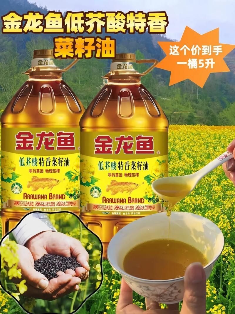 3元一條小金龍魚圖片，??3元超值！超萌小金龍魚高清 3元一條小金龍魚圖片，??3元超值！超萌小金龍魚高清 龍魚百科 第22張