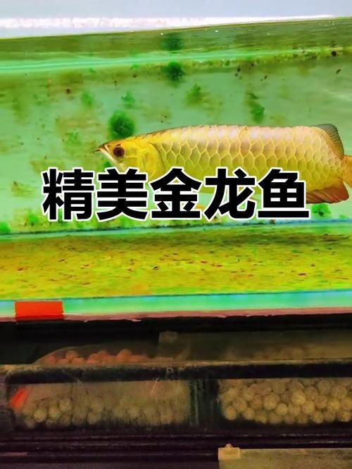 3元一條小金龍魚圖片，??3元超值！超萌小金龍魚高清 3元一條小金龍魚圖片，??3元超值！超萌小金龍魚高清 龍魚百科 第14張