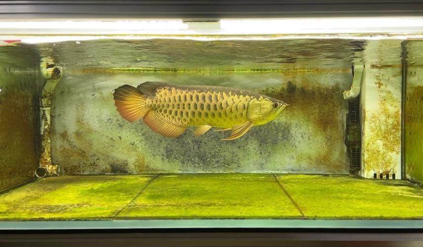 3元一條小金龍魚圖片，??3元超值！超萌小金龍魚高清 3元一條小金龍魚圖片，??3元超值！超萌小金龍魚高清 龍魚百科 第26張