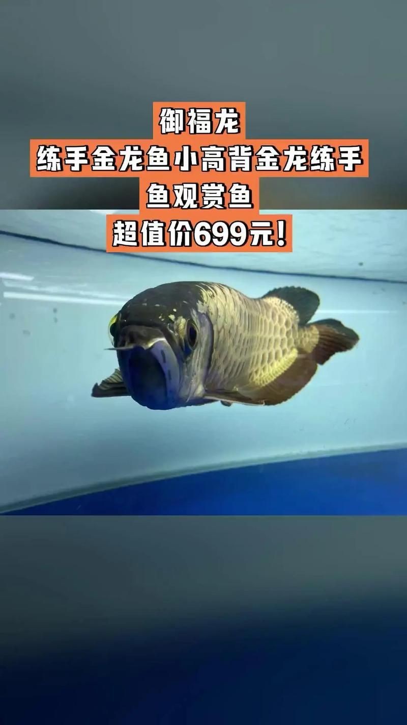3元一條小金龍魚圖片，??3元超值！超萌小金龍魚高清 3元一條小金龍魚圖片，??3元超值！超萌小金龍魚高清 龍魚百科 第17張