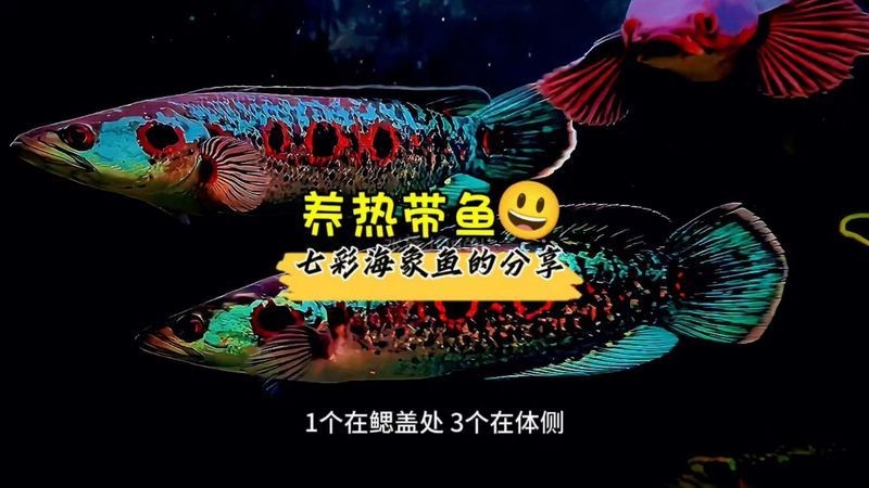 海象魚的寓意及象征意義，解碼海象魚，探尋其獨特寓意與深層