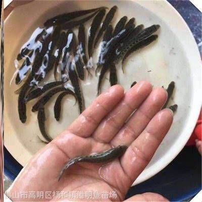 烏海水族批發市場，烏海專業水族批發市場——海量貨源