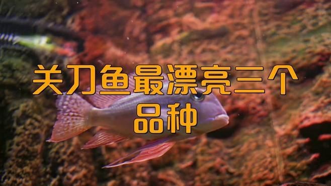 關刀魚哪個品種最漂亮，盤點關刀魚顏值天花板！這幾種觀賞魚
