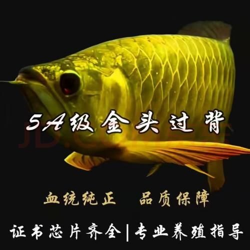 1--2公分紅龍魚幼苗圖片，1-2公分迷你紅龍魚幼