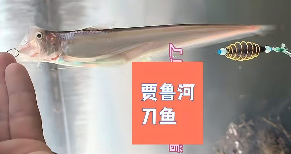 河刀魚是河魚還是海魚，深度解析，河刀魚到底是河魚