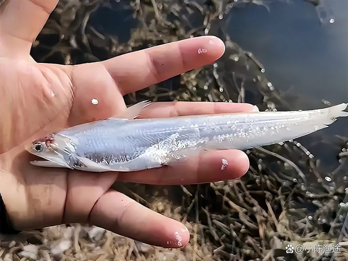 河刀魚是河魚還是海魚，深度解析，河刀魚到底是河魚