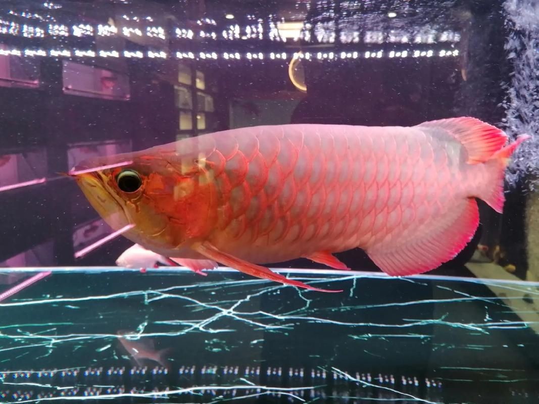 紅龍魚變色過程圖片，紅龍魚變色全