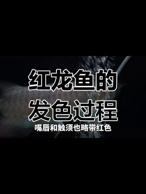 紅龍魚變色過程圖片，紅龍魚變色全