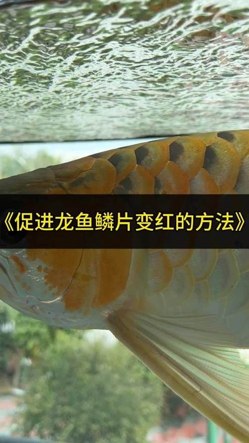 紅龍魚變色過程圖片，紅龍魚變色全