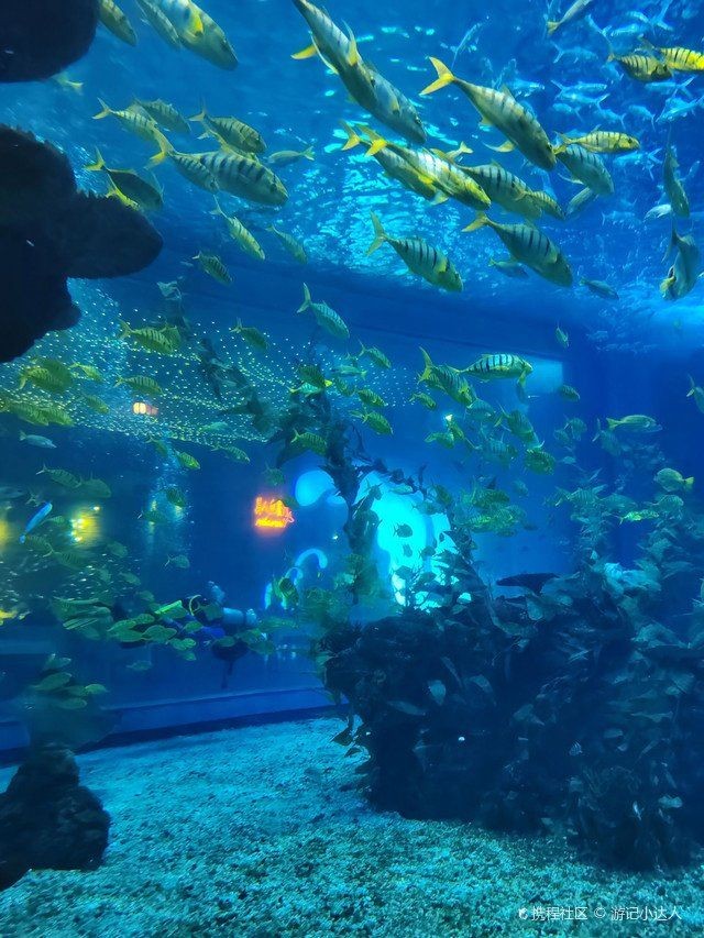 海洋水族館游玩攻略，超詳細！海洋水族館