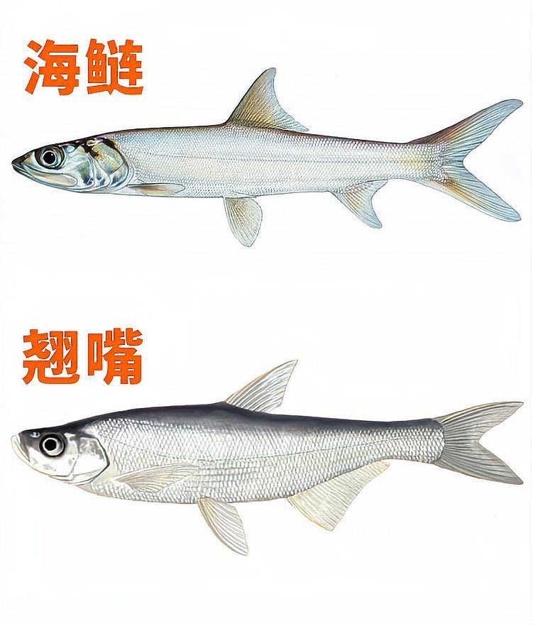 海鰱可以長多大，揭秘海鰱驚人生長極限，最大個體
