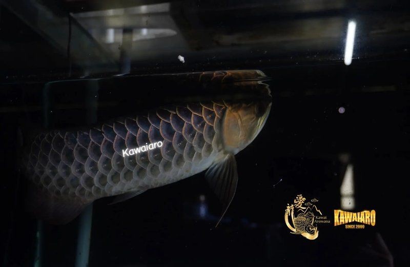 什么叫過背金龍魚，過背金龍魚特征解析與鑒賞指南