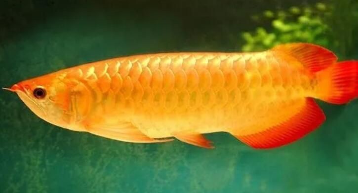 養(yǎng)金龍魚的風(fēng)水講究，揭秘！養(yǎng)金龍魚的風(fēng)水講究與禁忌，助