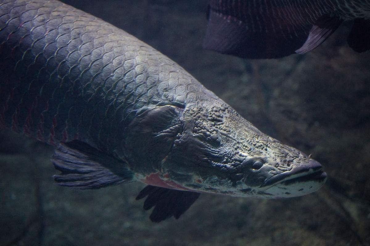 巨骨舌魚2cm圖片，巨骨舌魚幼魚2