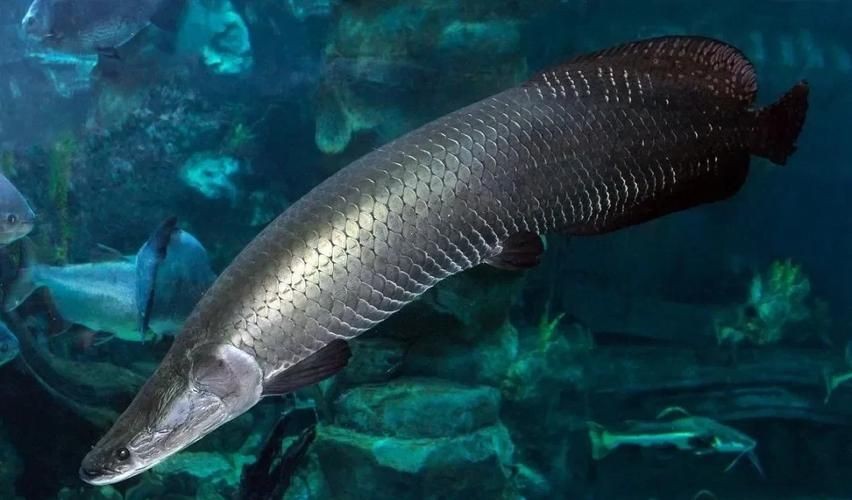 巨骨舌魚2cm圖片，巨骨舌魚幼魚2