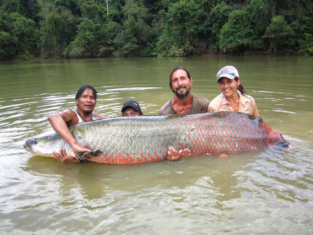 巨骨舌魚2cm圖片，巨骨舌魚幼魚2