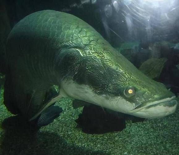 巨骨舌魚2cm圖片，巨骨舌魚幼魚2