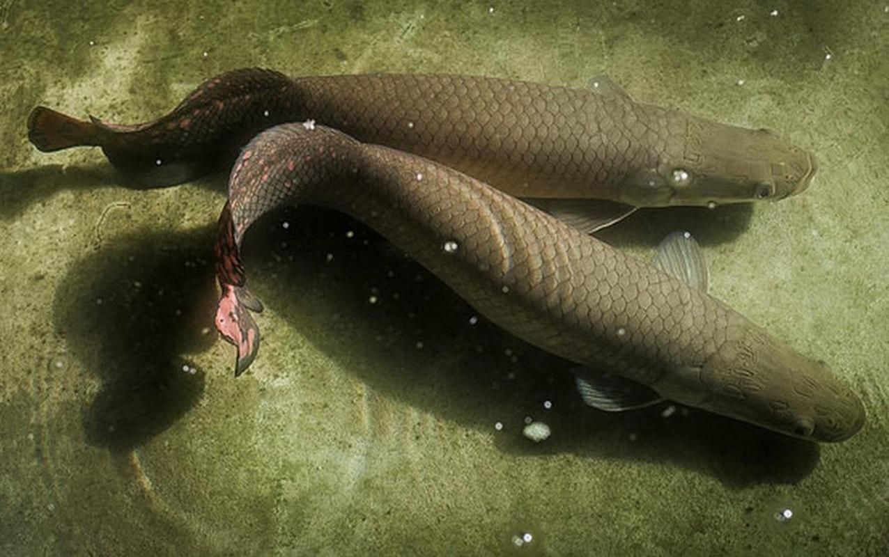 巨骨舌魚2cm圖片，巨骨舌魚幼魚2