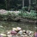 巨骨舌魚2cm圖片，巨骨舌魚幼魚2