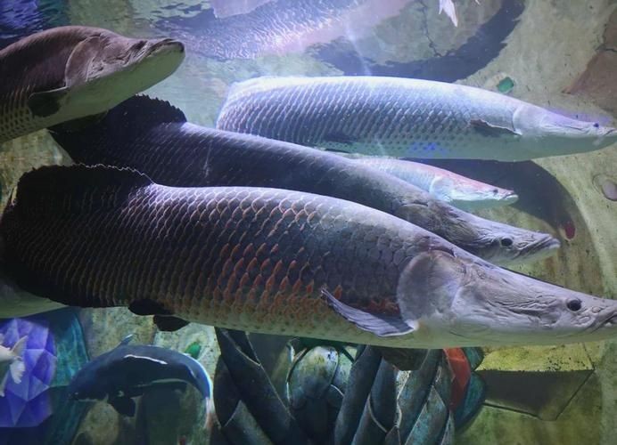 巨骨舌魚2cm圖片，巨骨舌魚幼魚2