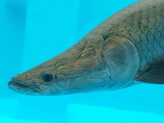 巨骨舌魚2cm圖片，巨骨舌魚幼魚2