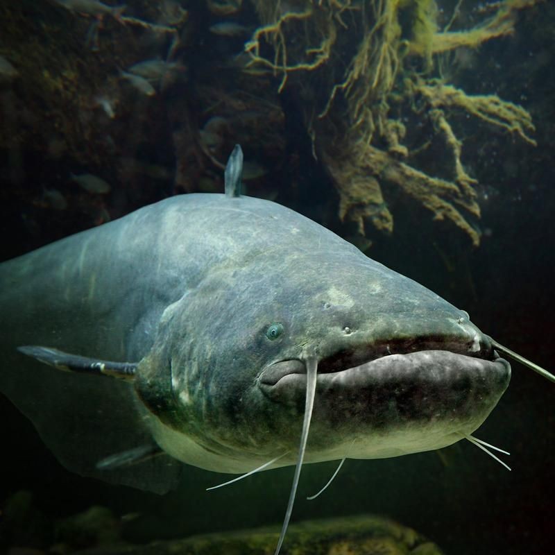 巨骨舌魚2cm圖片，巨骨舌魚幼魚2