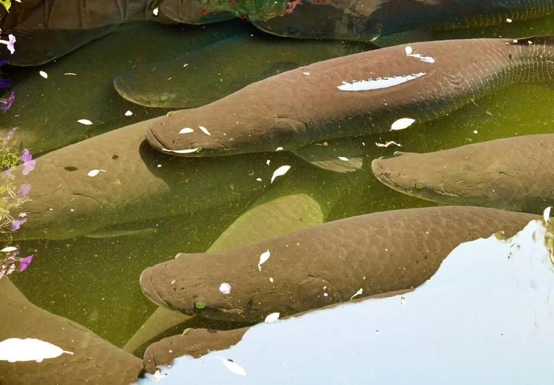 巨骨舌魚2cm圖片，巨骨舌魚幼魚2
