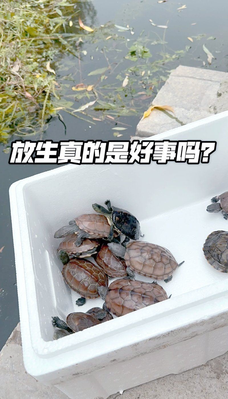 擺放龍龜發生不好的事，警惕！家中擺放龍龜竟暗藏兇兆引禍端