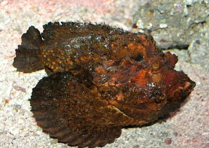 桂魚就是老虎魚嗎，深度解析，桂魚與老虎魚究竟是否為同