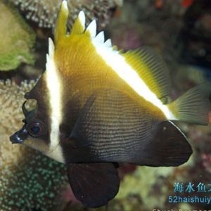 關(guān)刀魚(yú)和朱巴力的區(qū)別，關(guān)刀魚(yú)與朱巴力特征差異全解析，從形態(tài)到習(xí)性的深度