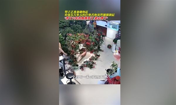 巨骨舌魚能撞死人嗎，揭秘巨骨舌魚驚人殺傷力，真能致人死地？
