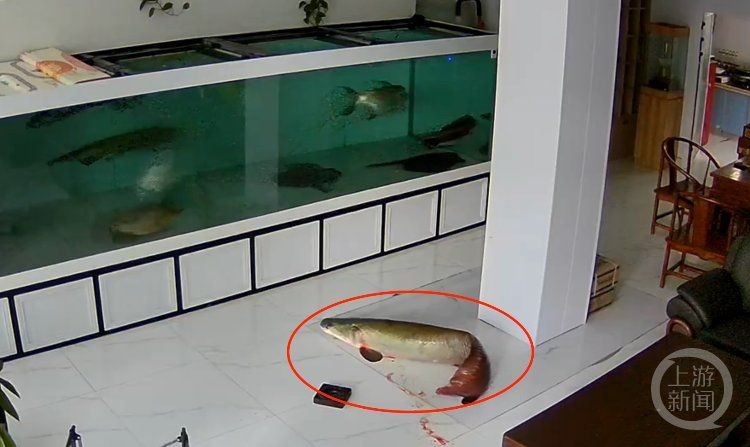 巨骨舌魚能撞死人嗎，揭秘巨骨舌魚驚人殺傷力，真能致人死地？