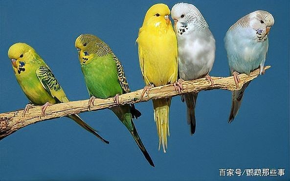 個人養一只金剛鸚鵡怎么才合法，個人合法飼養金剛鸚鵡必知，資質要求與合規流程