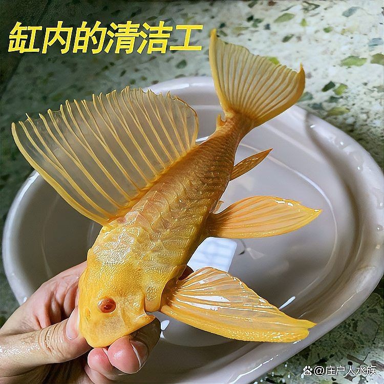 凈化水質最厲害三個魚，??TOP3！這3種魚堪稱天然凈水衛士，水質