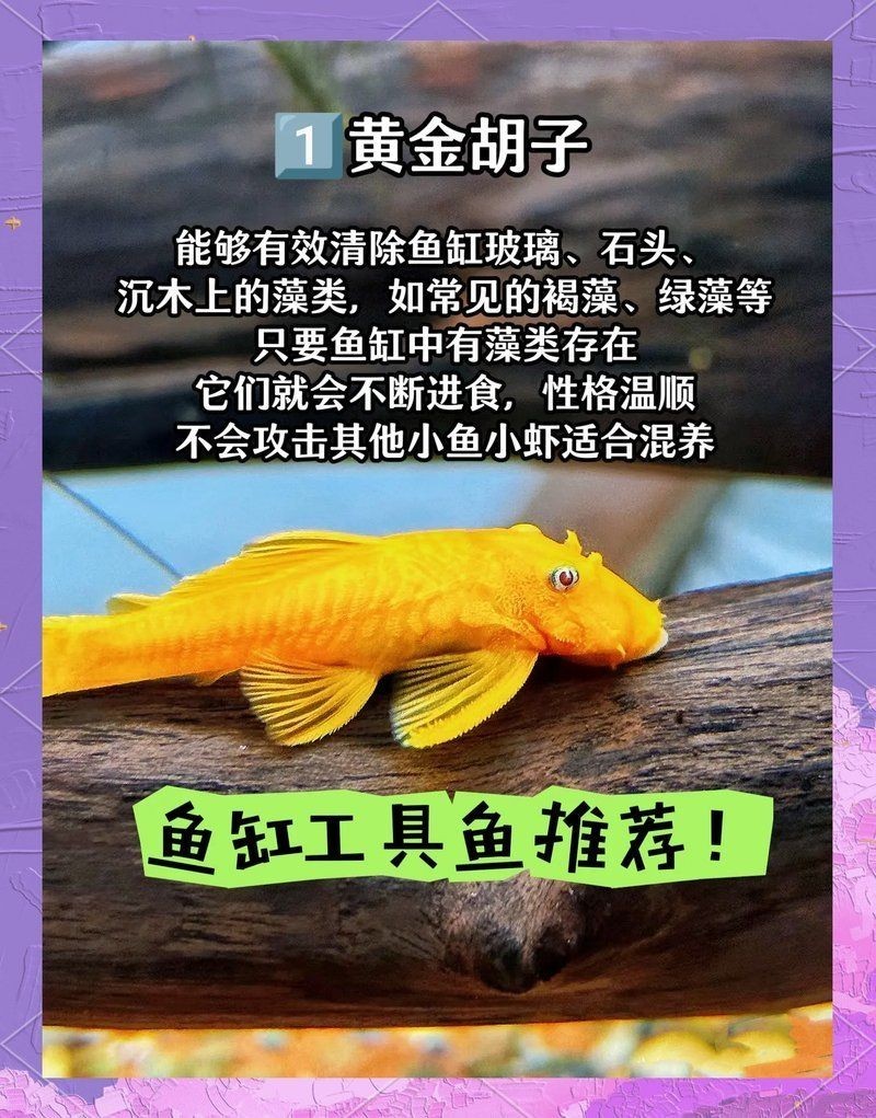 凈化水質最厲害三個魚，??TOP3！這3種魚堪稱天然凈水衛士，水質