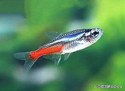 凈化水質最厲害三個魚，??TOP3！這3種魚堪稱天然凈水衛士，水質