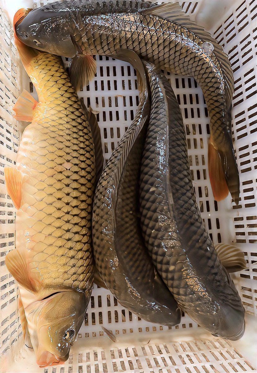 建鯉是鯉魚還是鯉魚，深度解析，建鯉到底是不是傳統(tǒng)意義上的鯉魚