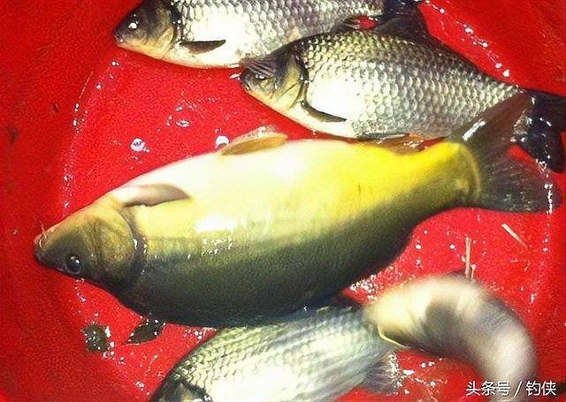 建鯉是鯉魚還是鯉魚，深度解析，建鯉到底是不是傳統(tǒng)意義上的鯉魚