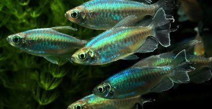 剛果美人魚優缺點，深度剖析，剛果美人魚的生存優勢