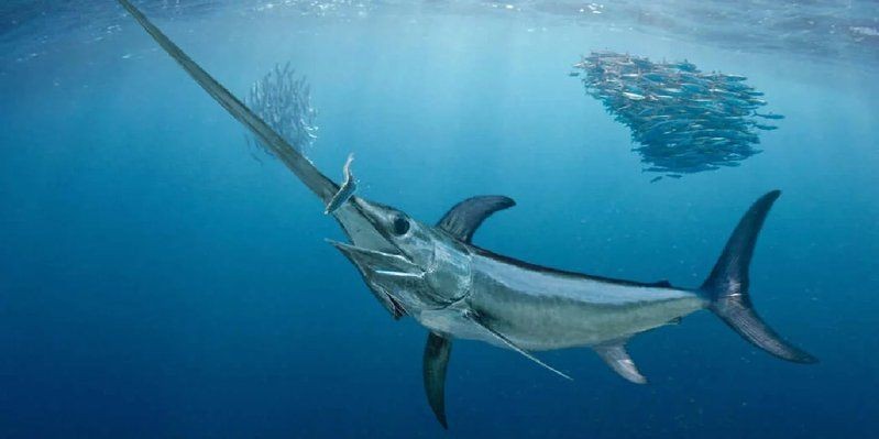 劍魚淡水魚，探秘劍魚，兼具速度與力量的 劍魚淡水魚，探秘劍魚，兼具速度與力量的 全國水族館企業(yè)名錄 第7張