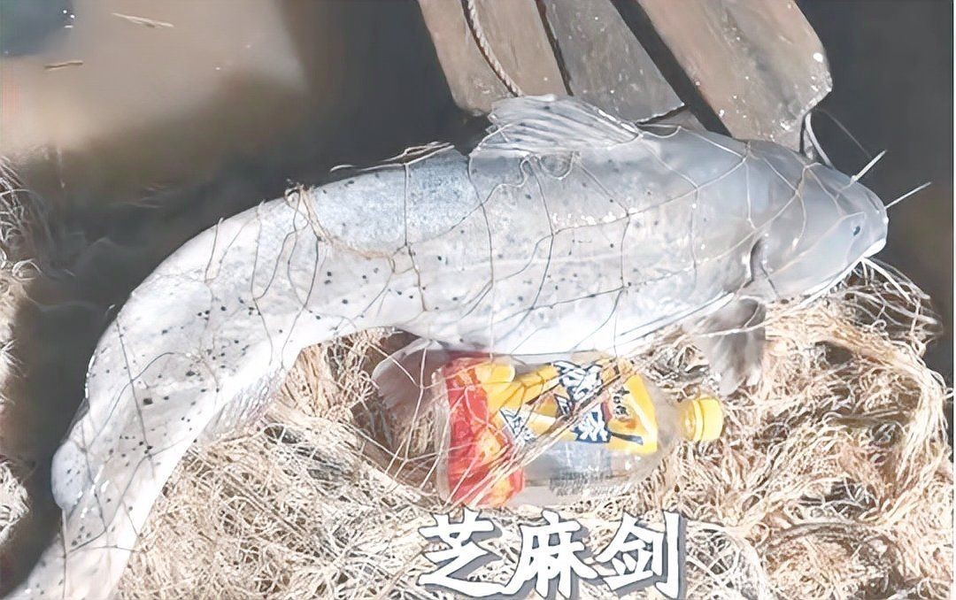 劍魚淡水魚，探秘劍魚，兼具速度與力量的 劍魚淡水魚，探秘劍魚，兼具速度與力量的 全國水族館企業(yè)名錄 第9張