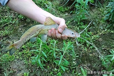 劍魚淡水魚，探秘劍魚，兼具速度與力量的 劍魚淡水魚，探秘劍魚，兼具速度與力量的 全國水族館企業(yè)名錄 第3張