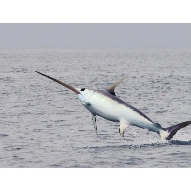 劍魚淡水魚，探秘劍魚，兼具速度與力量的 劍魚淡水魚，探秘劍魚，兼具速度與力量的 全國水族館企業(yè)名錄 第1張