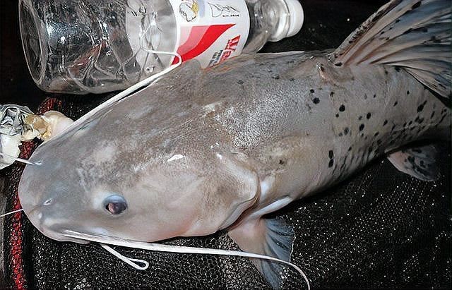 劍魚淡水魚，探秘劍魚，兼具速度與力量的 劍魚淡水魚，探秘劍魚，兼具速度與力量的 全國水族館企業(yè)名錄 第5張