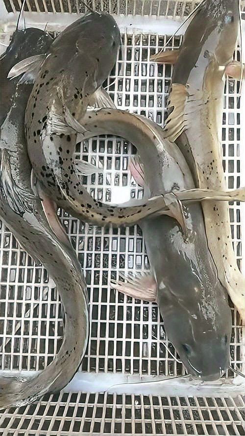 劍魚淡水魚，探秘劍魚，兼具速度與力量的 劍魚淡水魚，探秘劍魚，兼具速度與力量的 全國水族館企業(yè)名錄 第11張