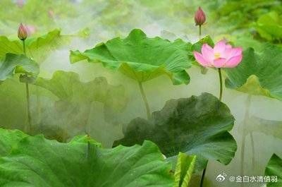 舊魚缸送人的正確方法，舊魚缸贈予他人前的